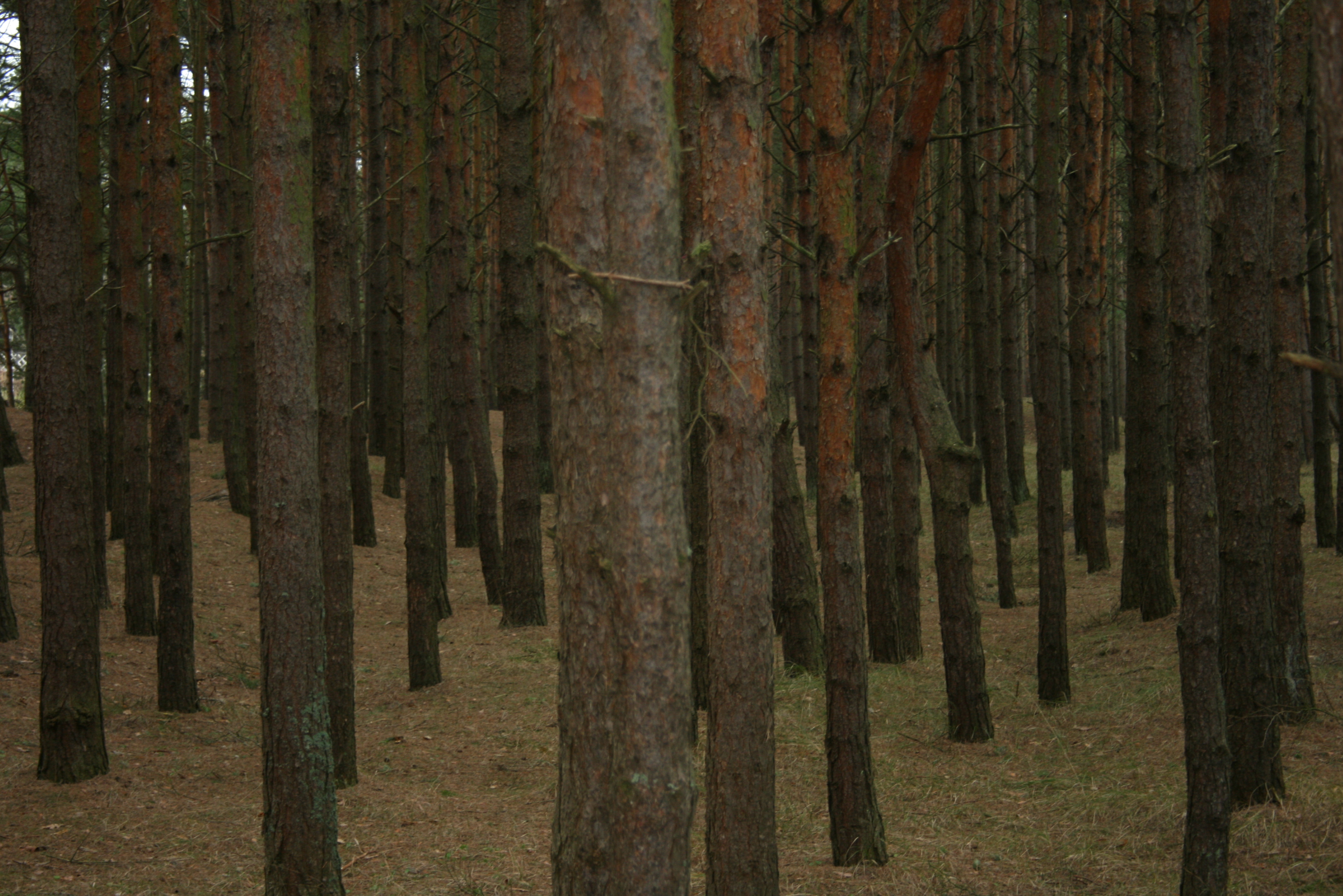 Latvia forest