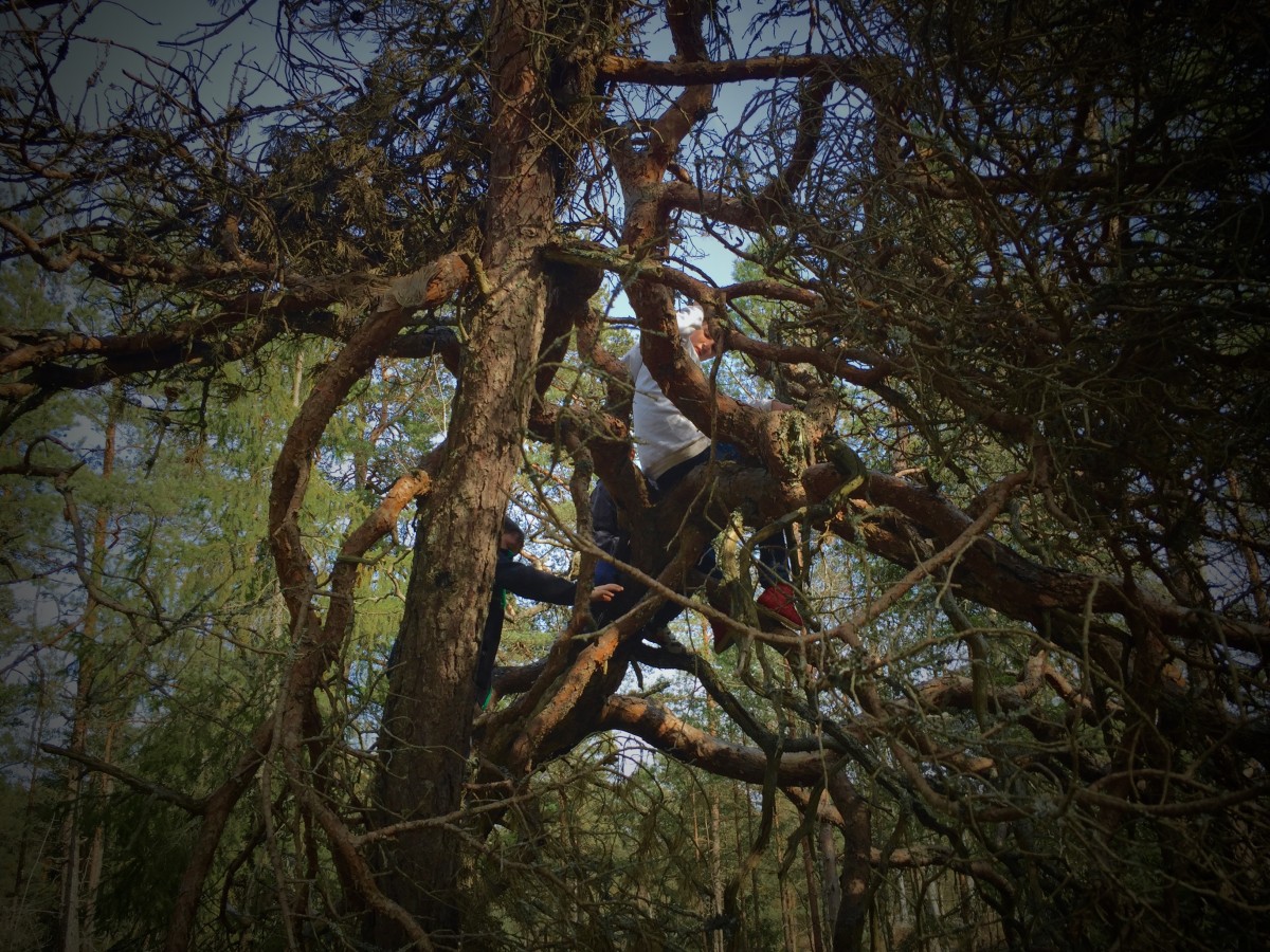 Att klättra i träd naturreservatets träd bör vara alla barns rättighet.