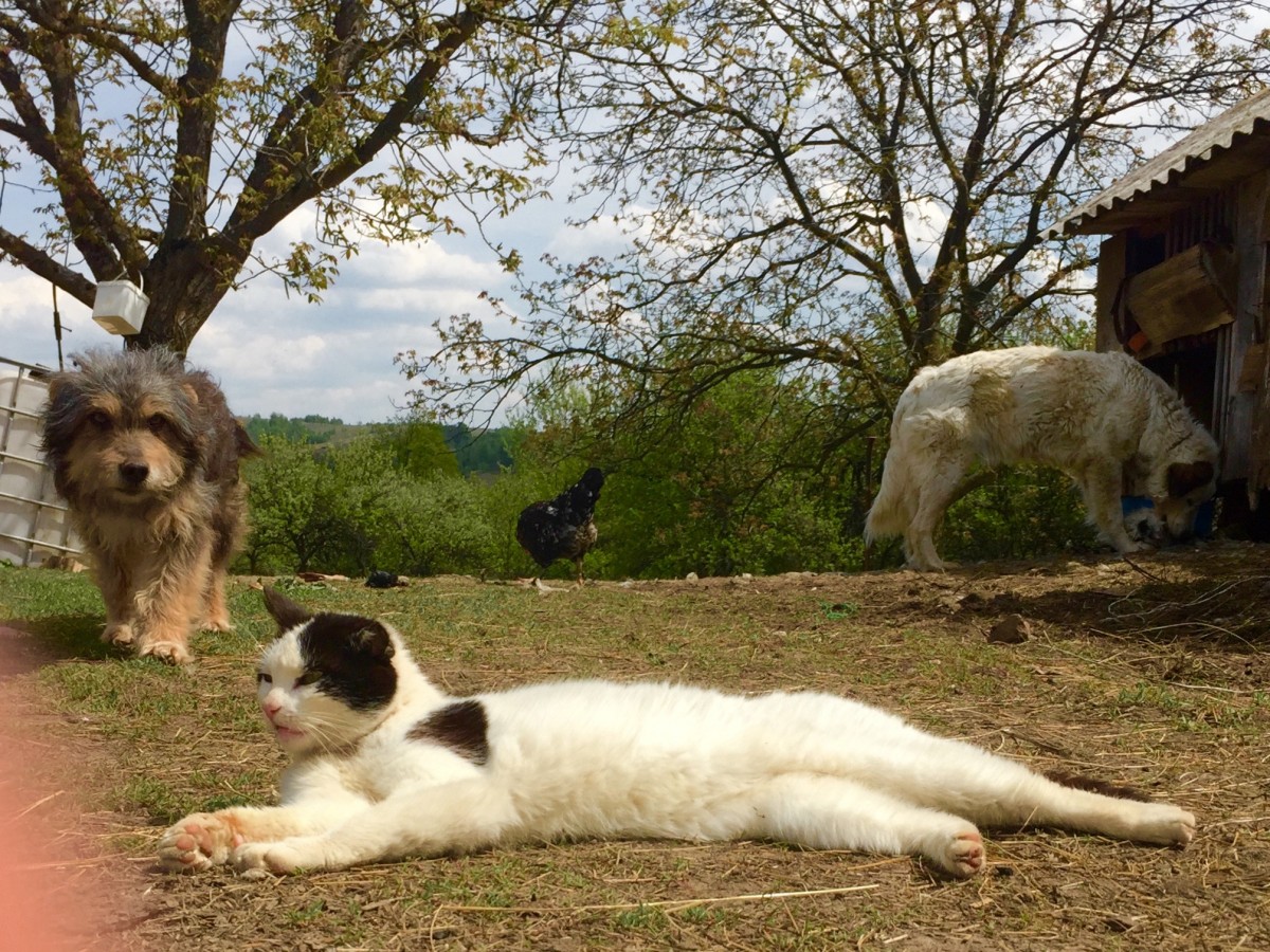 Hunden lufsar runt katten som bestämmer på den Rumänska farmen.