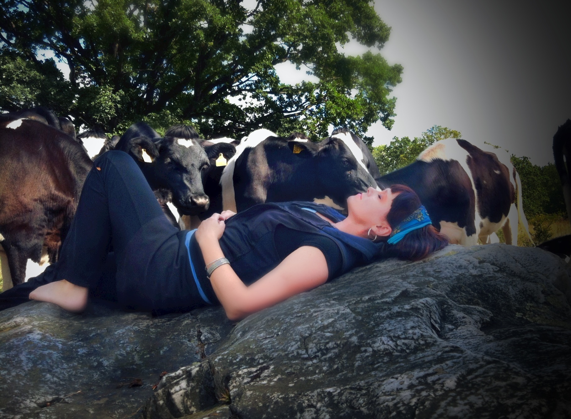 Sleeping among the cows