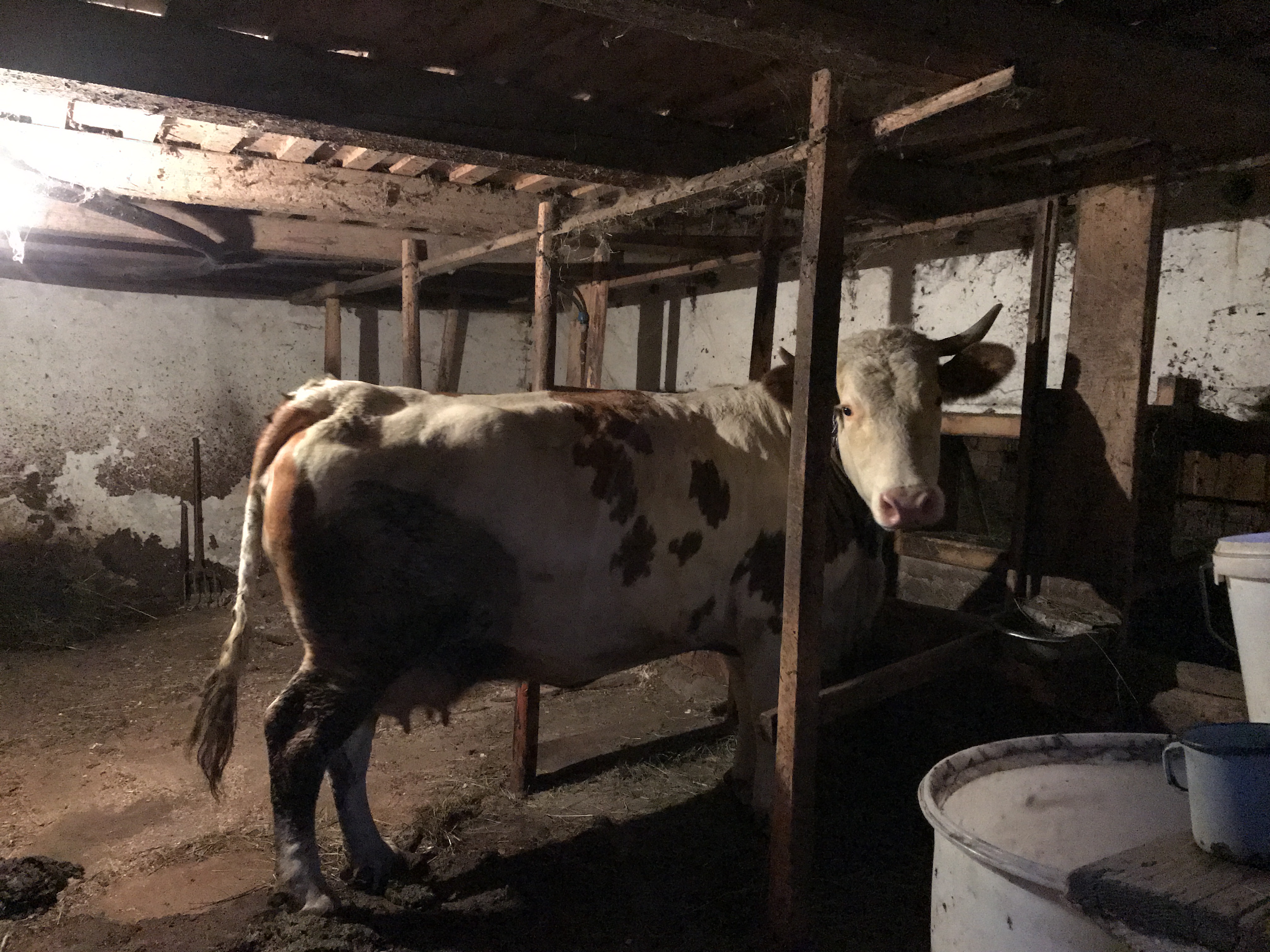 Cow in the stable, Romania