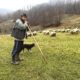 Shepherd, Ungureni, Tara Lapusului, Romania