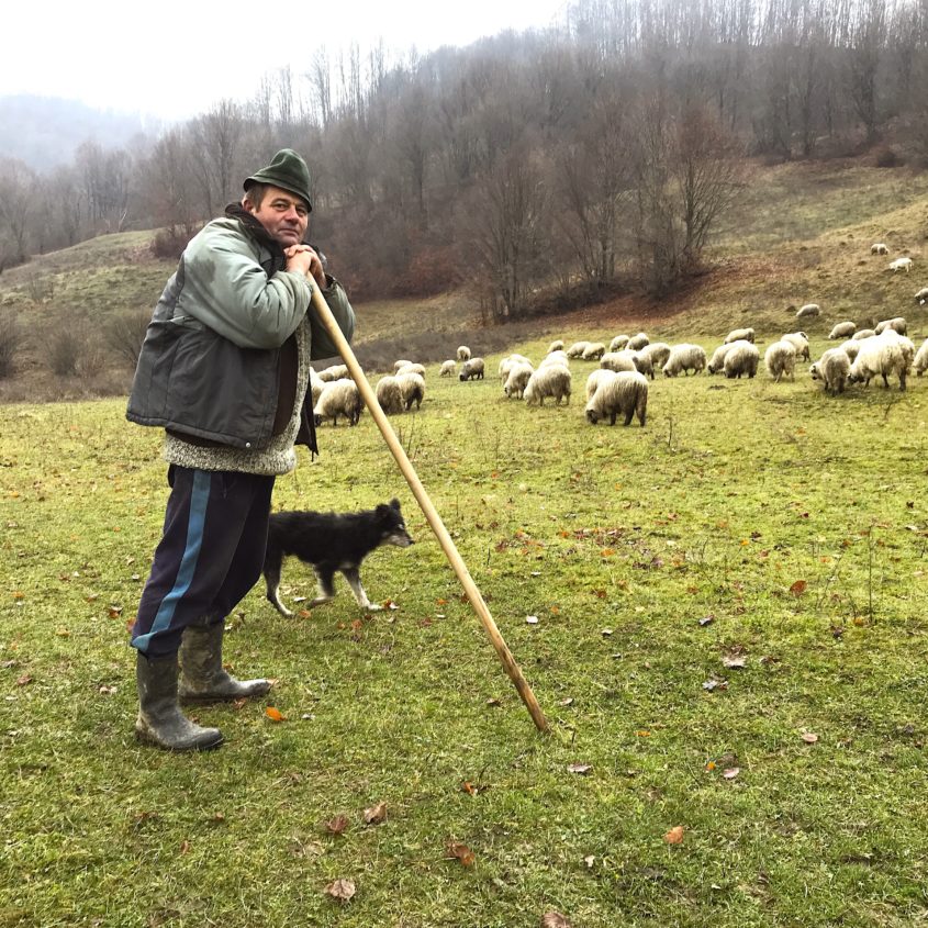 Shepherd, Ungureni, Tara Lapusului, Romania
