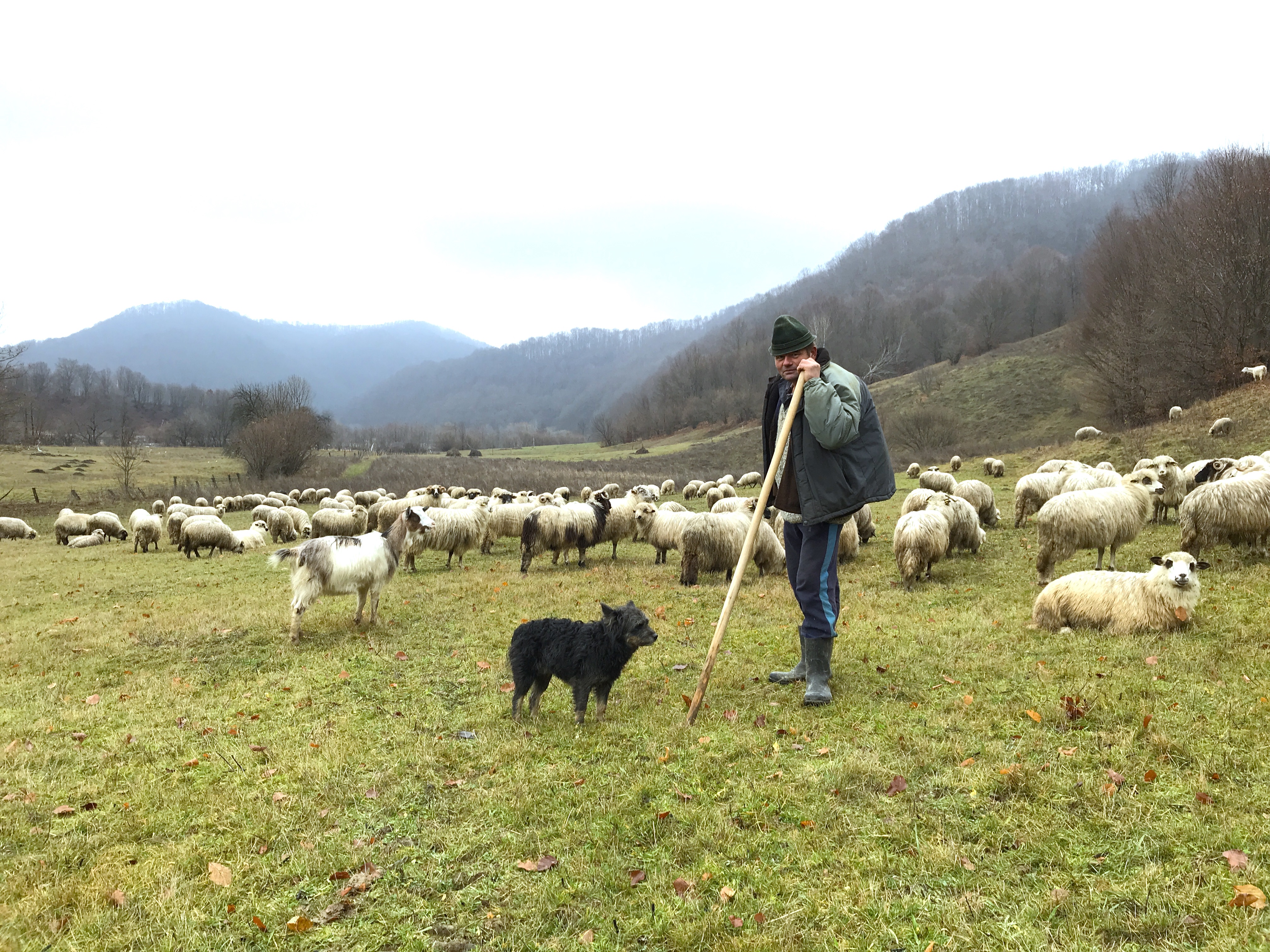 Travel to Romania and meet the shepherd's in Tara Lapusului