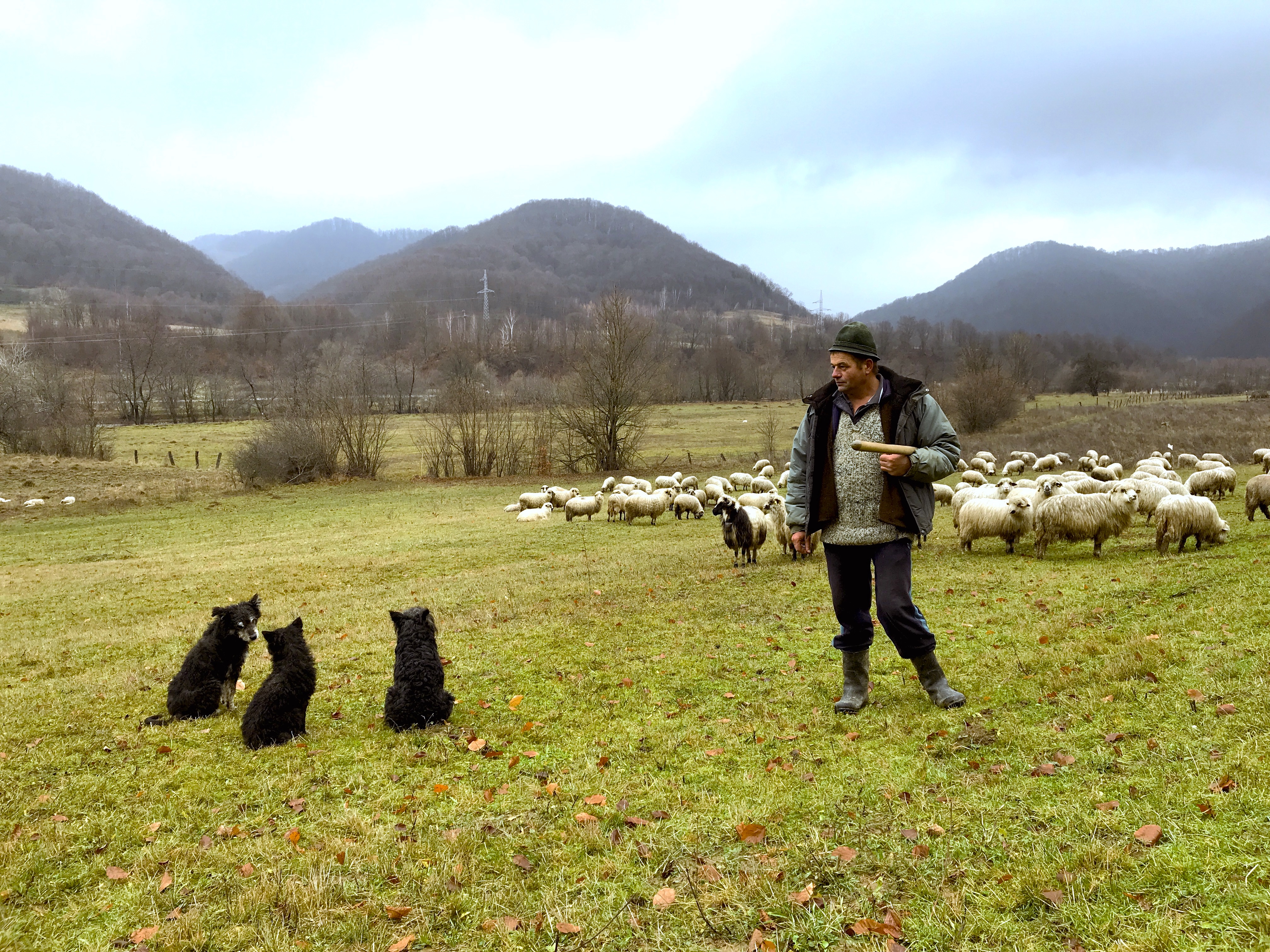 Cioban, sheep herder, north Romania, Tara Lapusului