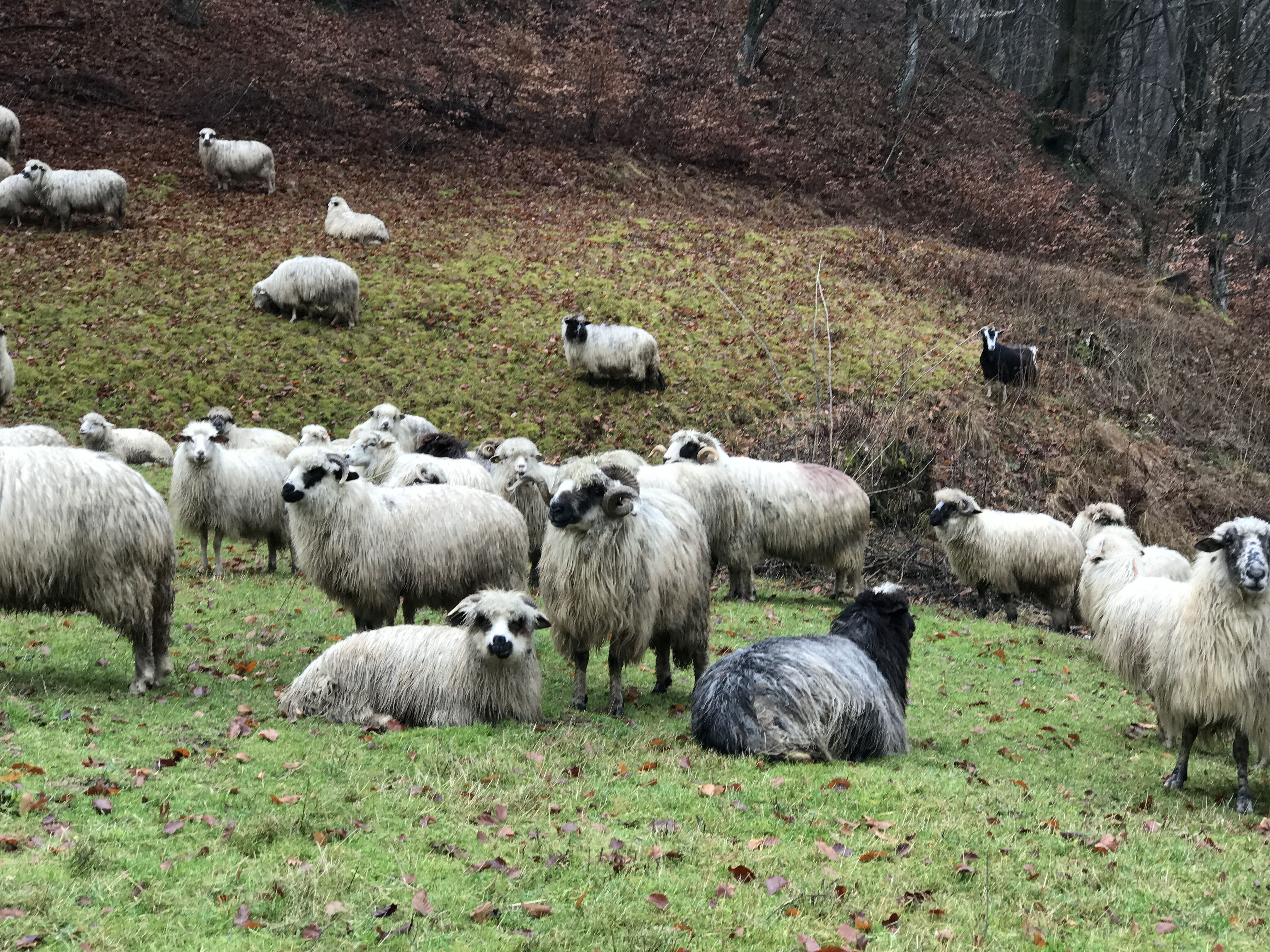 Sheeps in Romania, Transylvania