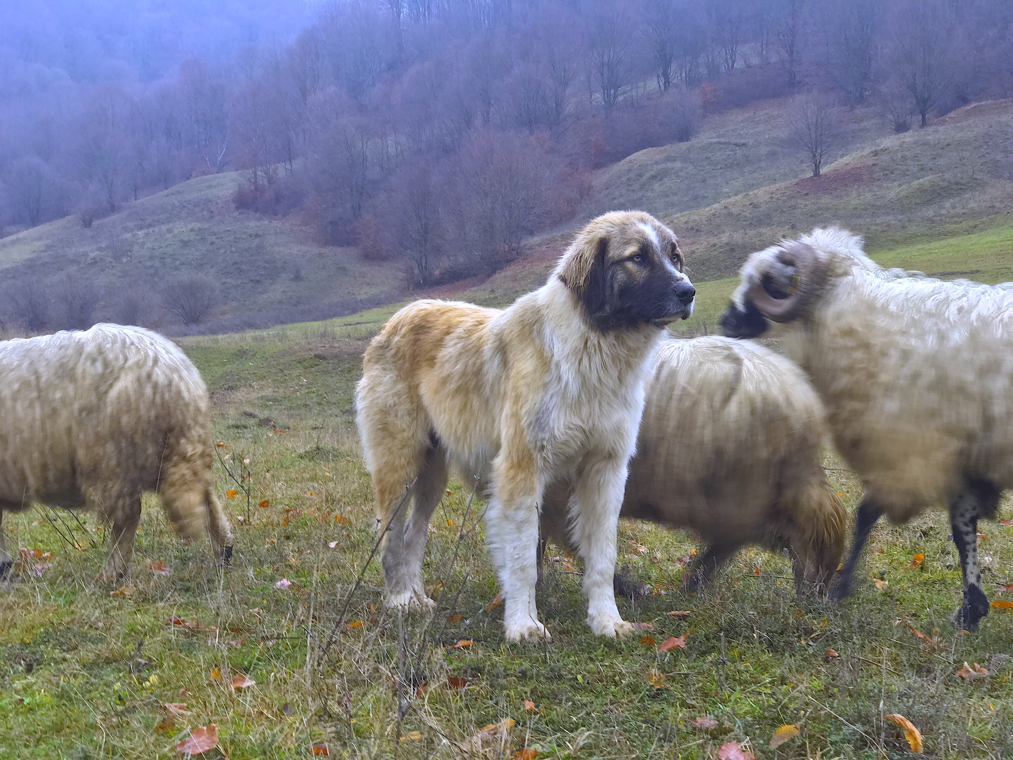 Malin Skinnars documentary from Romania about Shepherds and their dogs