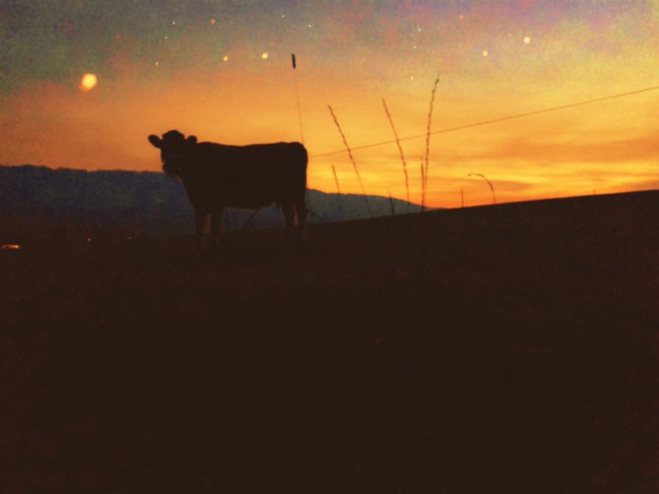 Cow in Slovakian sunset, photo Malin Skinnar