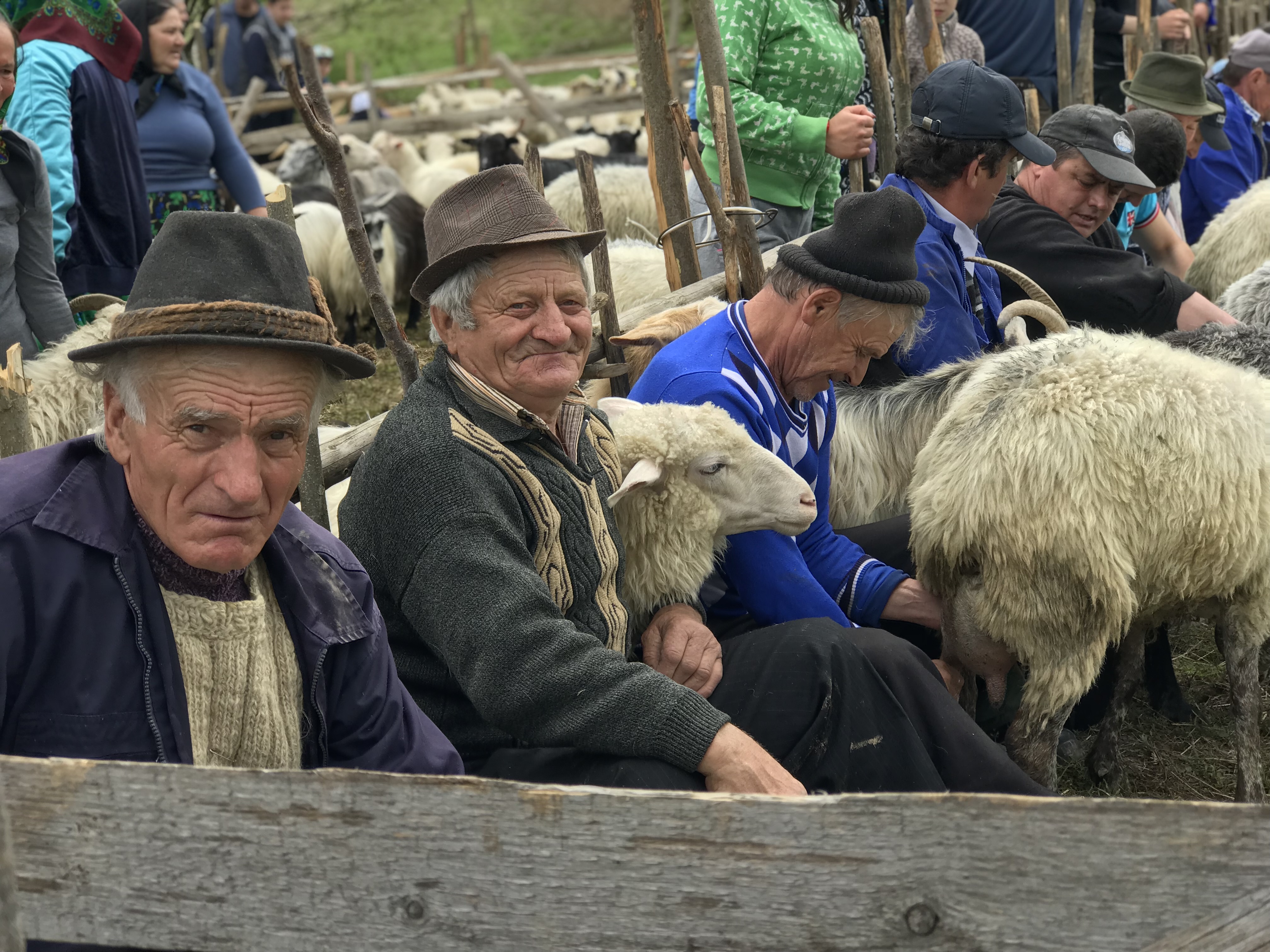 Cupseni, godpodar, sheep farmers