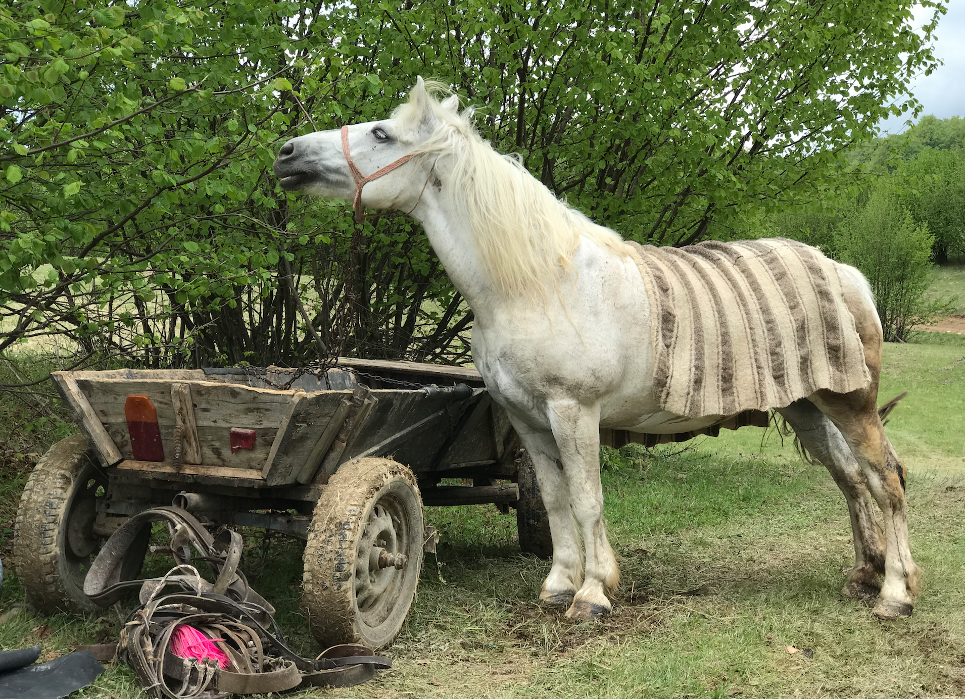 Gospodar in Cupseni, Romania. Horse, photo Malin Skinnar