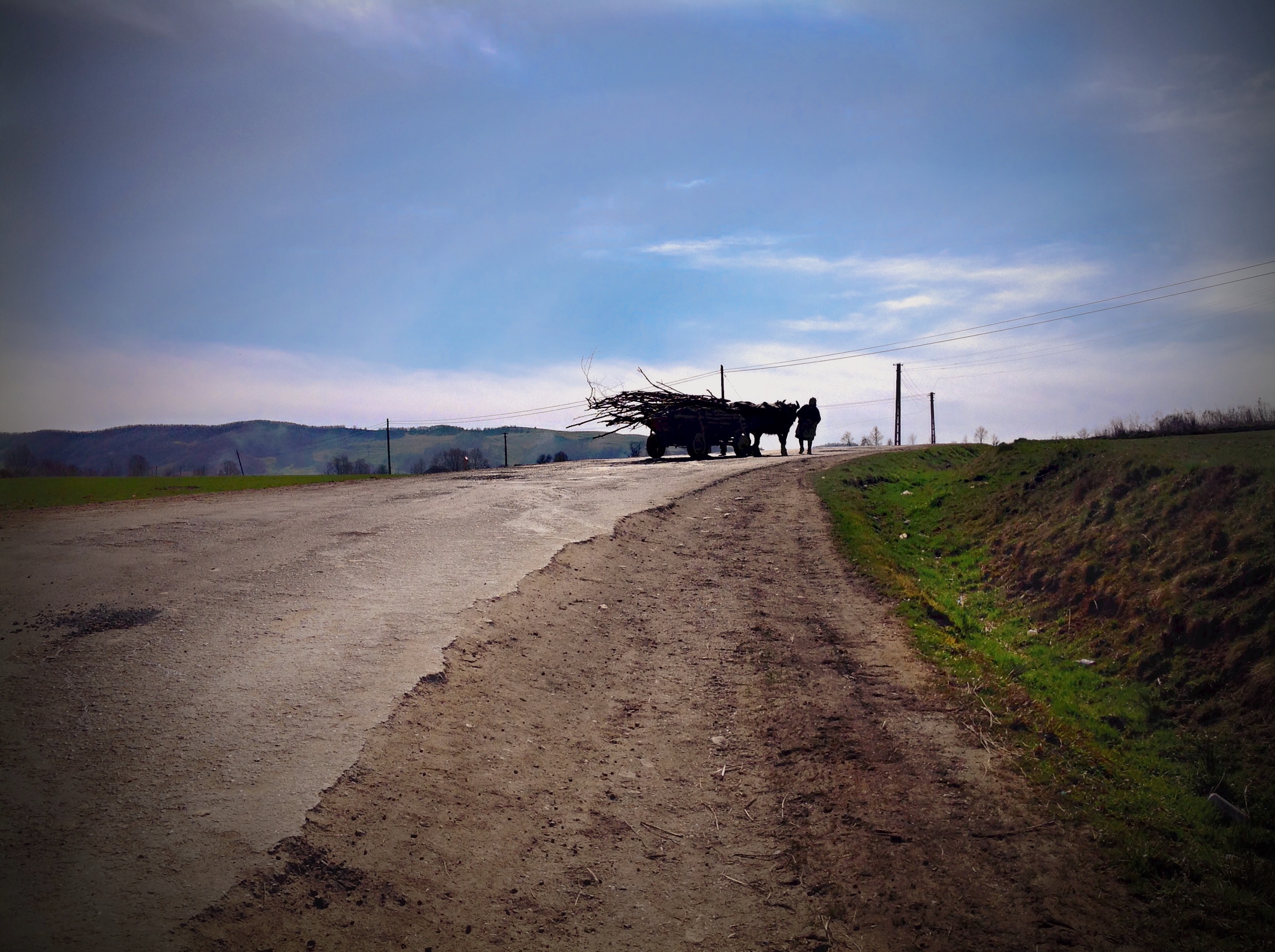 Buffaloes in the road, Romania