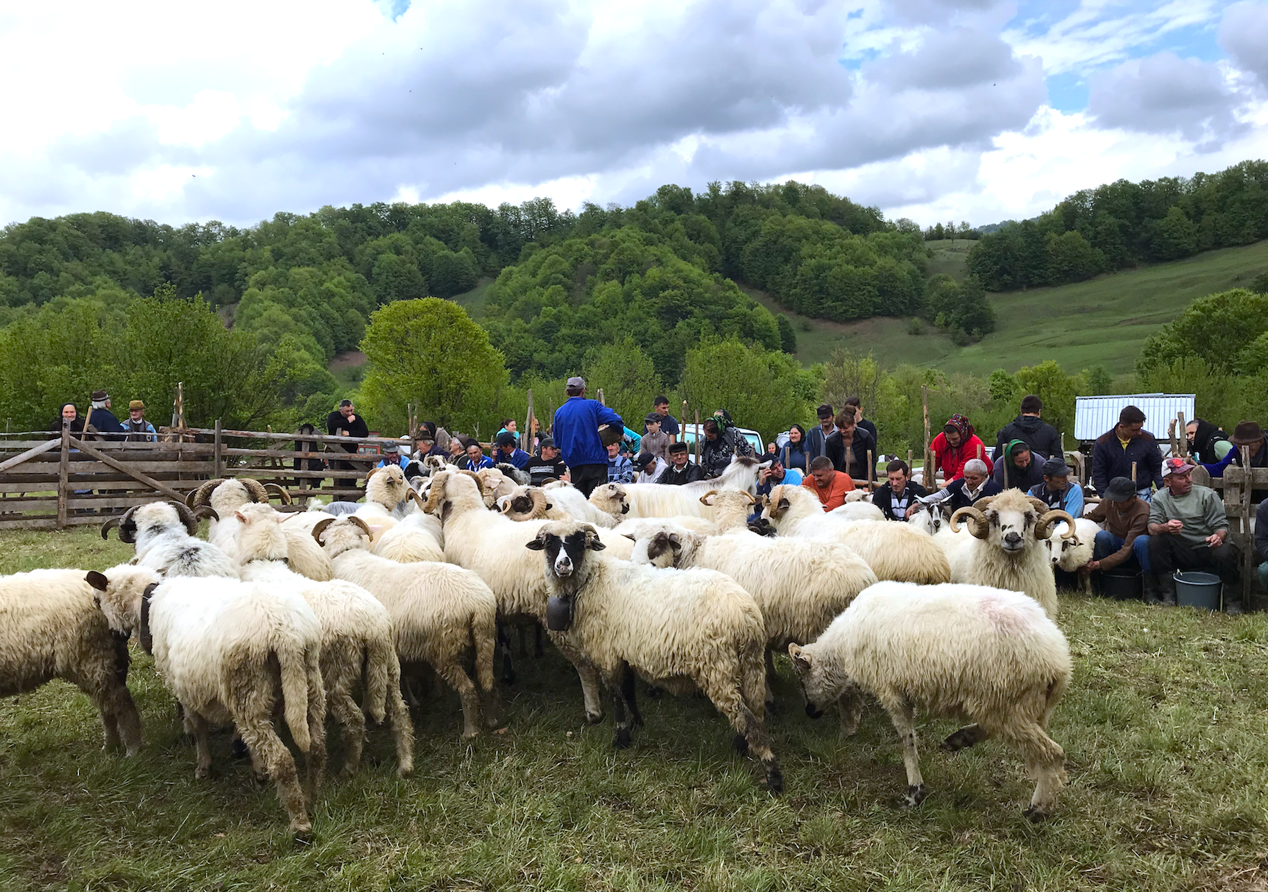 Sheeps in Cupseni